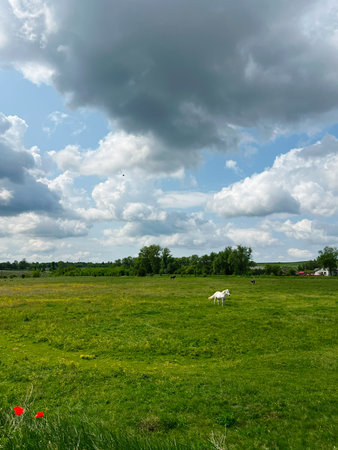 Green meadow with grazing horses under a cloudy sky in a peaceful rural settingの写真素材