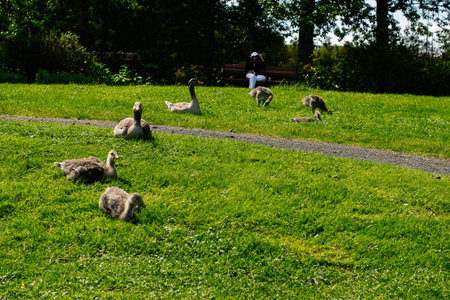Geese and young goslings enjoying a sunny day in Reykjavik park, Iceland.