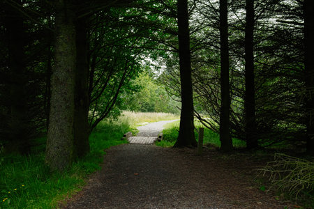A serene forest pathway leading towards an open meadow, captured in Iceland.