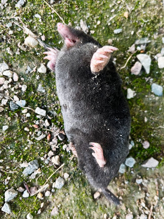A lifeless dead mole laying on a moss-covered ground, depicting natural forest terrain