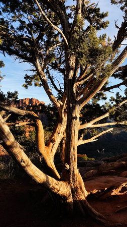 Ancient gnarled tree against a canyon backdrop in Utah, warm light and dramatic desert landscape. Zion National Parkの写真素材