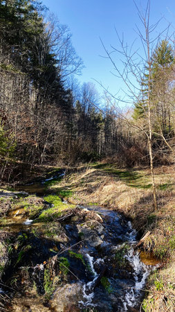 Peaceful forest scene featuring a flowing stream over rocks beneath a clear blue sky in North...