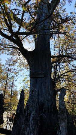 Tall tree with weathered bark and surrounding stumps under a clear blue sky in Southern Illinois...
