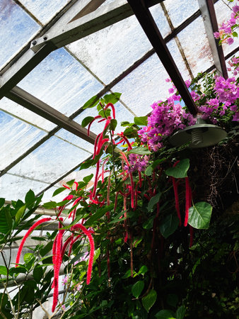 Vibrant red catkins and pink blooms in a glass greenhouse scene in Southern Illinois, USA.の写真素材