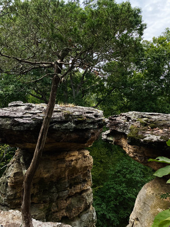 A lone tree leans Devilâs Standtable Nature Trail between ancient rock formations with lush forest behind.の写真素材