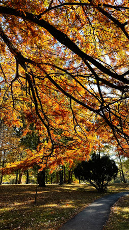 Sunlit autumn park scene in Southern Illinois featuring orange leaves, towering branches, and a...