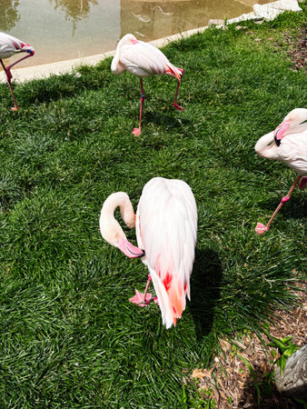 Pink flamingos stand and feed on green grass beside a tranquil pond in Indiana today.の写真素材