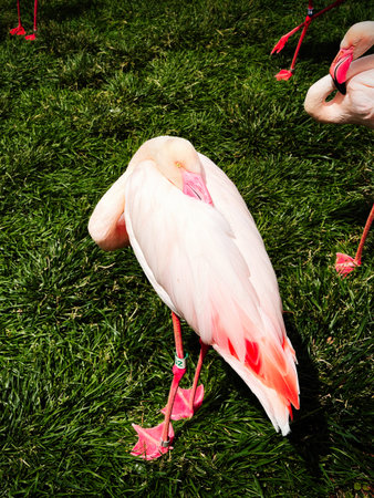 Colorful flamingo on grass outdoors, bright pink plumage and calm, graceful stance.の写真素材