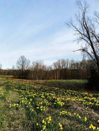 Bright yellow daffodils carpet a grassy meadow under a calm blue Indiana sky in spring.