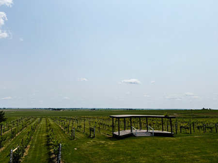 Sunlit Indiana vineyard landscape featuring neat rows of vines and a wooden shelter.の写真素材