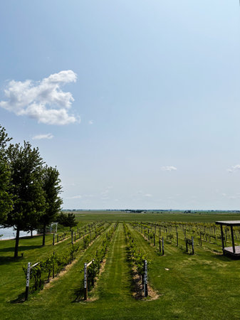 Vineyard rows stretch across a tranquil Indiana farmland under a blue sky with a distant horizon.の写真素材