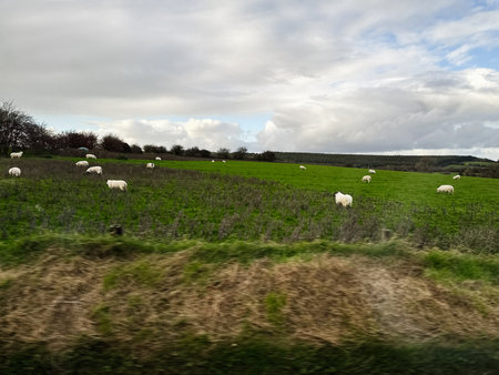 Carrownageelaun, Ireland - October 21, 2025: Sheep graze on a lush green hillside under overcast skies in rural Ireland.のeditorial素材
