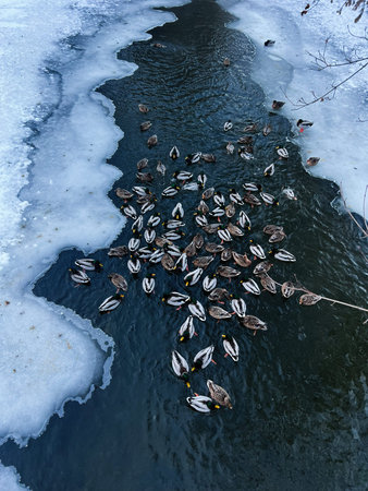 Group of ducks glide through dark water along icy banks in a wintry, tranquil scene.の写真素材