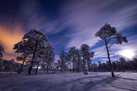 Full moon light over snow covered forest in Heia, Grong area, north Norway.の写真素材