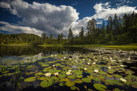 Summertime vegetation on the small mountain lake near Jervskogen, Jonsvatnet area in middle Norway.の写真素材