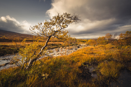 Autumnal landscapes of Sylan mountains. Tree with yellow leaves. Warm sun light and saturated autumnal colours. Norwayの写真素材
