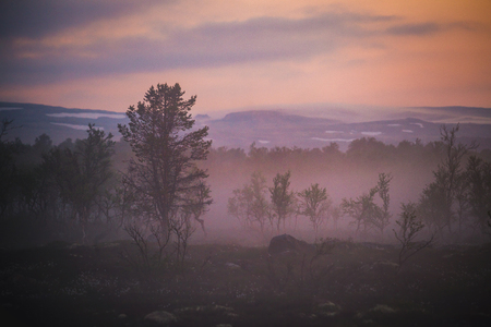Foggy white night in the area of Nordgruvefeltet, middle Norway. Boreal pine forest.の写真素材