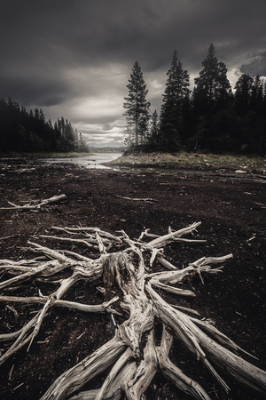 Dried out trees and tree trunks on the black beach of dried out lake. Hot and dry summer in Norway. Lake Foldsjoen.の写真素材
