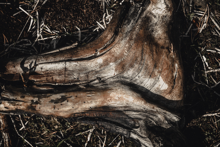 Dried out, white elements of dead wood. Wooden, natural motive. Found on the shores of dried out lake in hot, dry summertime in Norway.の写真素材