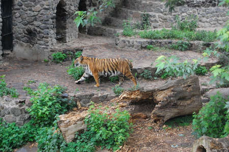 tigerの写真素材