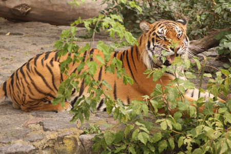 tiger