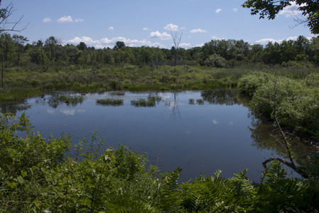 A wetlands scene from a sanctuary in Massachusetts.の写真素材