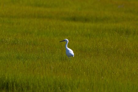 A Snowy Egret walking through grasses in a wetlandsの写真素材