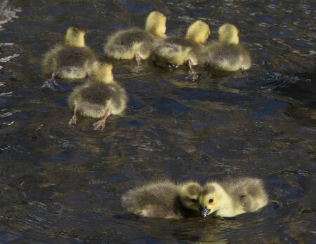 7 Canada Goose goslings swimming in a pondの写真素材