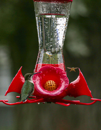 Hummingbird at feeder looking at yellow jacket wasp flying inの写真素材