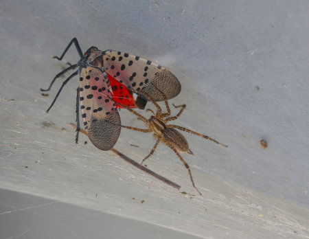 A wolf spider feeding on a captured lantern fly caught in its webの写真素材