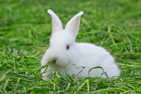 cute rabbit on perfect green graceの写真素材
