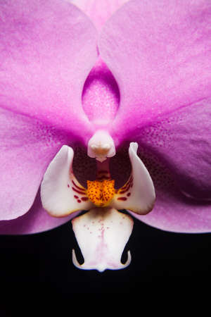 Orchid flower on backgroundの写真素材
