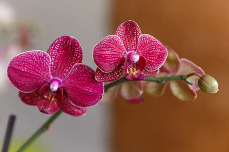 Orchid flower on backgroundの写真素材