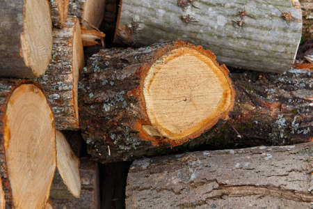 Pile of chopped fire wood