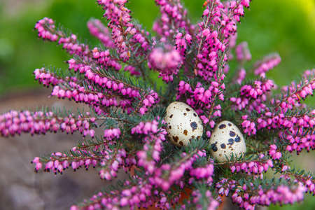 Happy easter with quail egg and beautiful pink flowerの写真素材