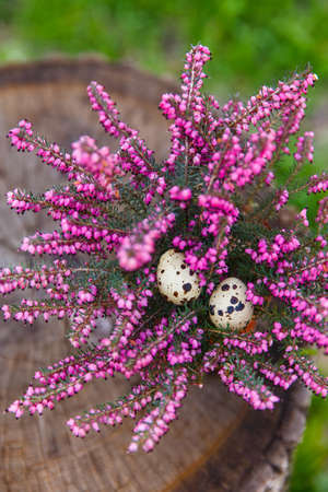 Happy easter with quail egg and beautiful pink flowerの写真素材