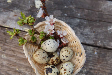 Happy easter with spring flowers and quail eggs on basketの写真素材