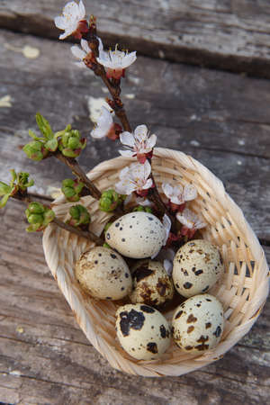 Happy easter with spring flowers and quail eggs on basketの写真素材