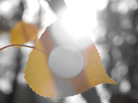 Leaf