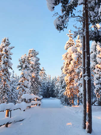 Winter sunset in a snow-covered white forest.の写真素材