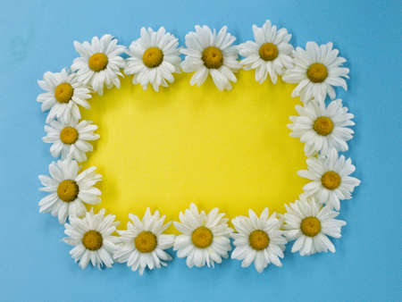 Chamomile flowers are laid out on a blue backgroundの写真素材