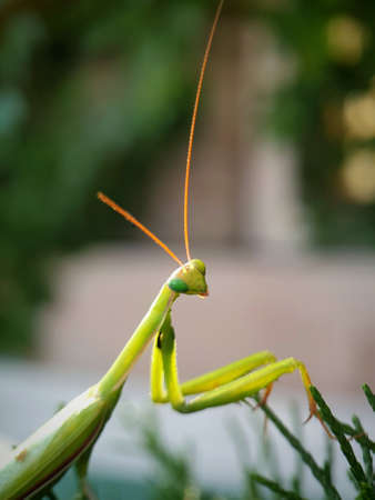 The green mantis. Filming of insects. Macro shooting.の写真素材