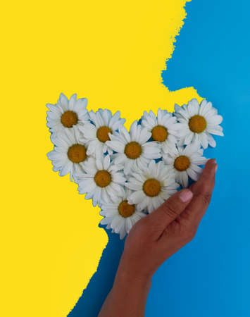 A womans hand holds a heart of daisies on a blue-yellow background, similar to the flag of Ukraine