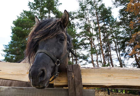 The muzzle of a brown horse with a long mane against the sky and pine trees