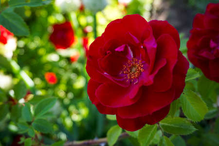 beautiful scarlet rose shot close-upの写真素材