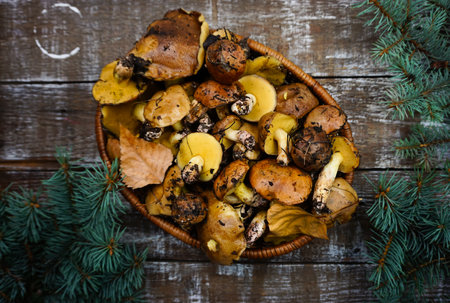 There are freshly picked butter mushrooms in the basketの写真素材