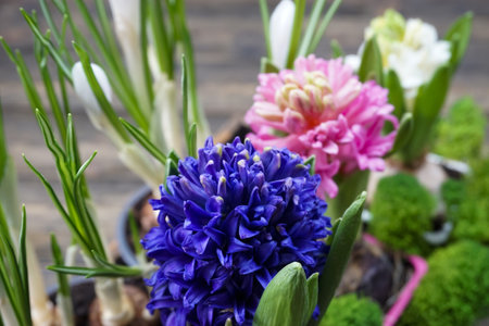 A variety of hyacinth flowers are taken in close-up
