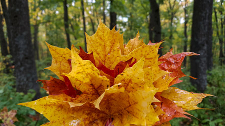 Yellow and red maple leaves on the background of an autumn forest