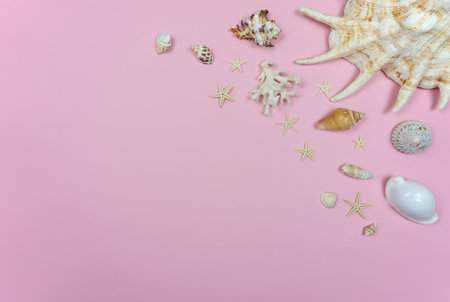Sea shells on a pink background with starfishの写真素材