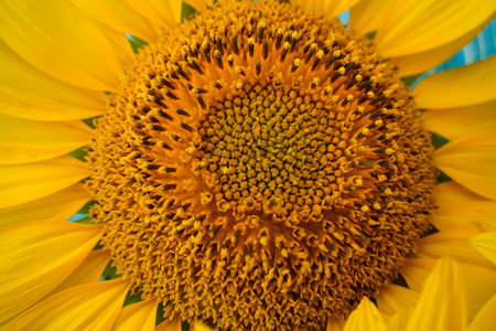 Sunflower flower close-up. Background of a sunflower flower.の写真素材